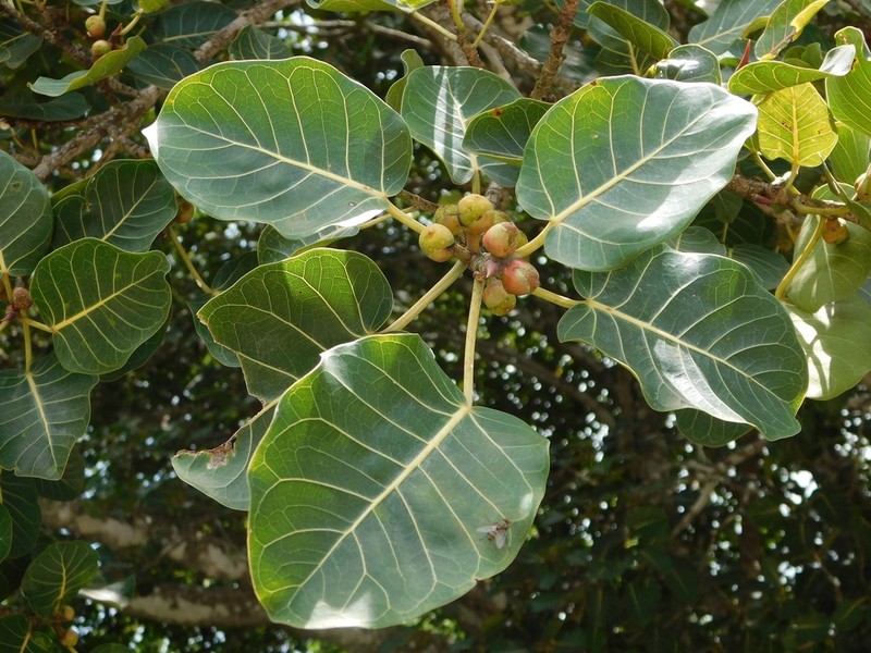 Ficus cookii photo 2