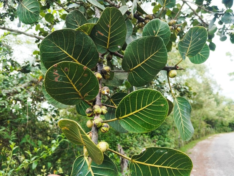 Ficus cookii photo 3