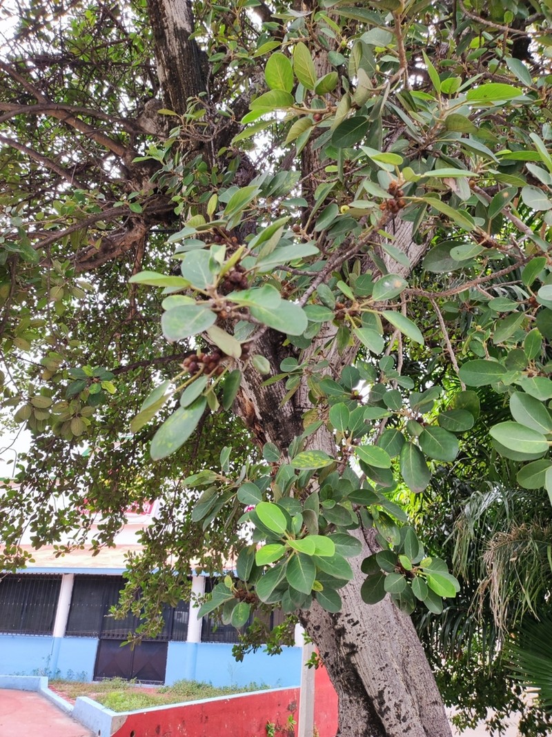 Ficus cookii photo 4