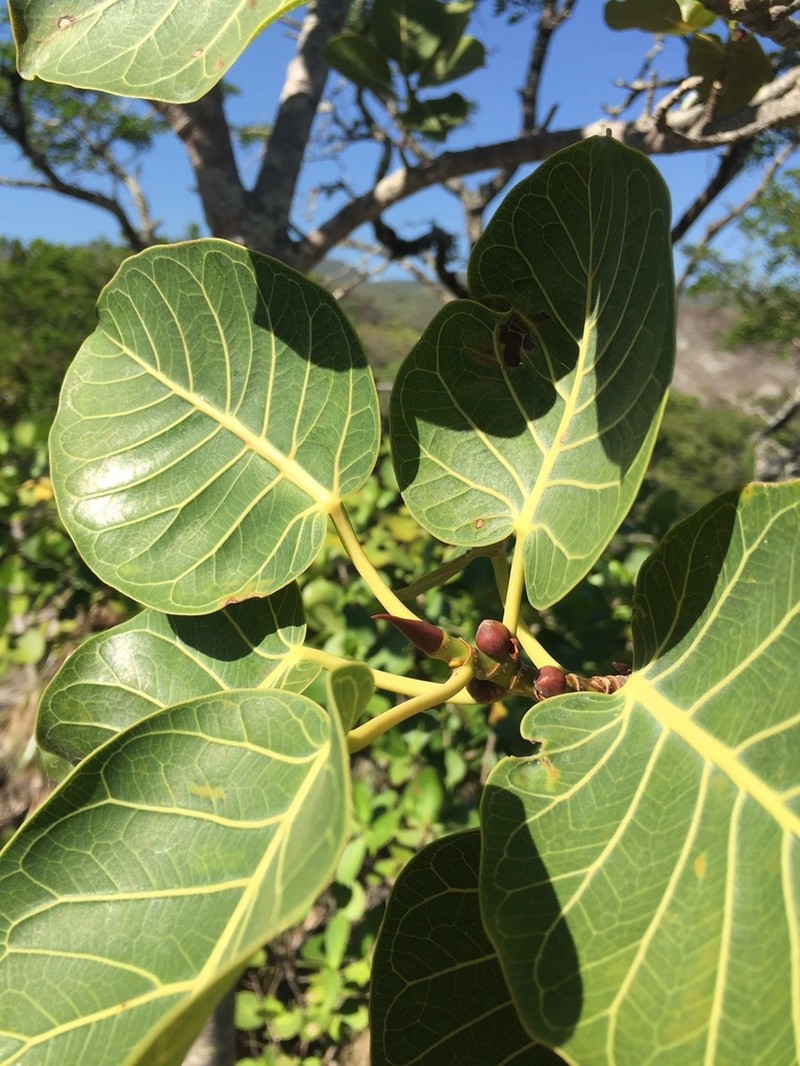 Ficus cookii photo 6