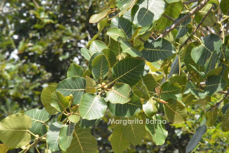 Ficus cookii photo 7