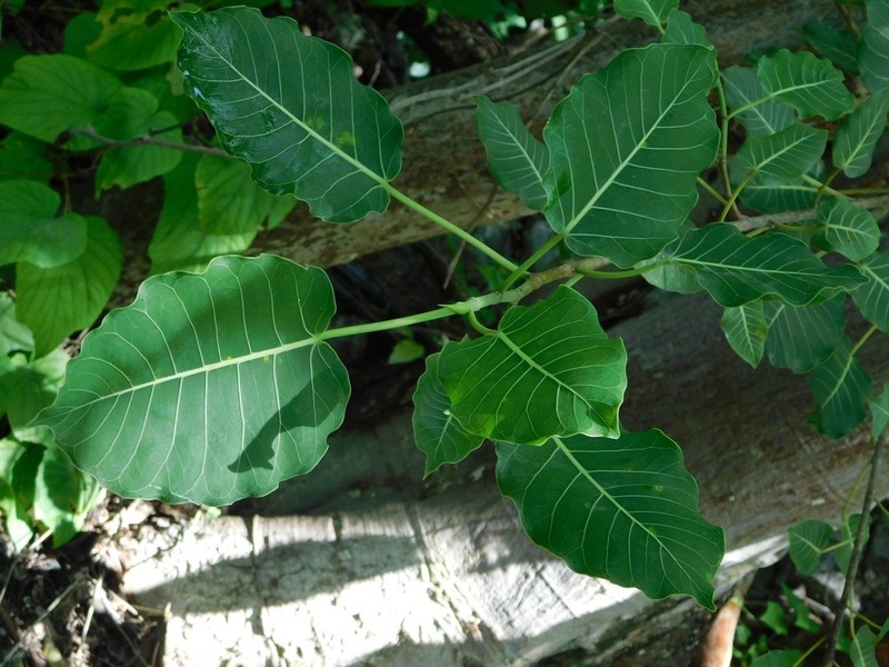 Ficus cookii photo 8