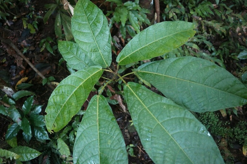 Plentiful Fig photo 3
