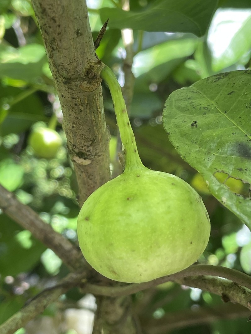 Plentiful Fig photo 4