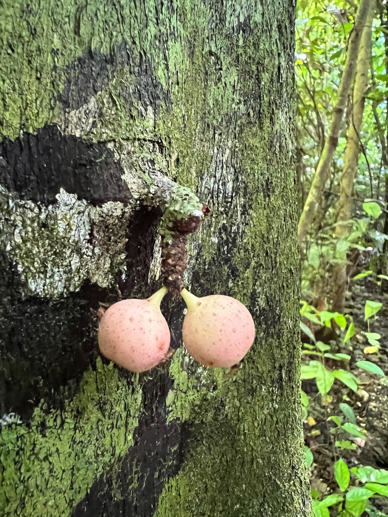 Plentiful Fig photo 5