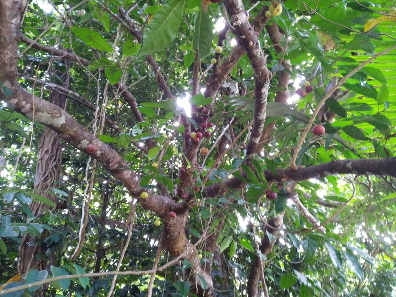 Senfft's Fig