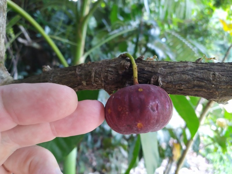 Senfft's Fig photo 6