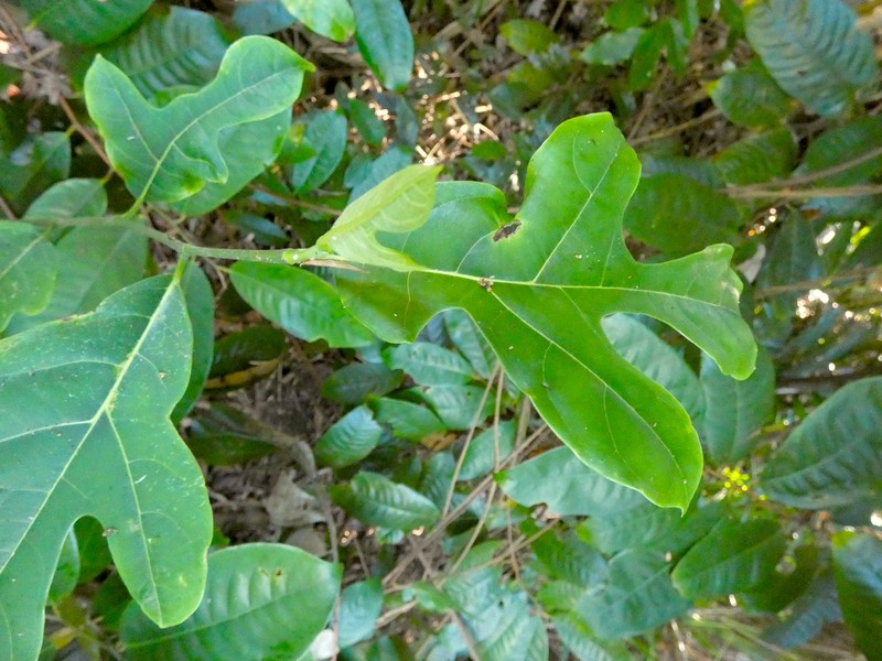Plentiful Fig photo 5
