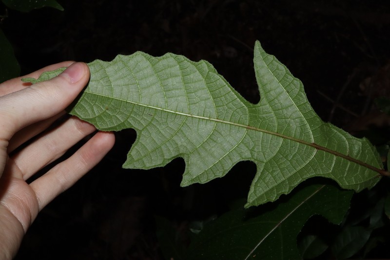 Plentiful Fig photo 3