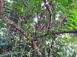 Plentiful Fig