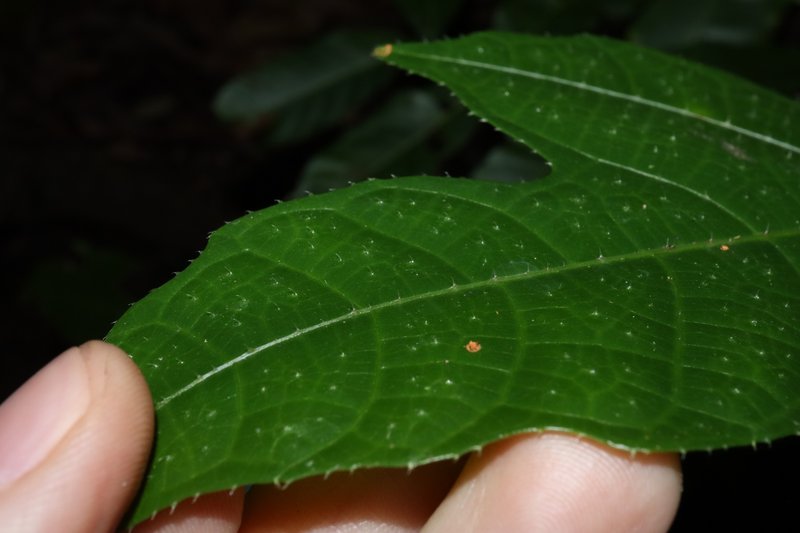 Plentiful Fig photo 6