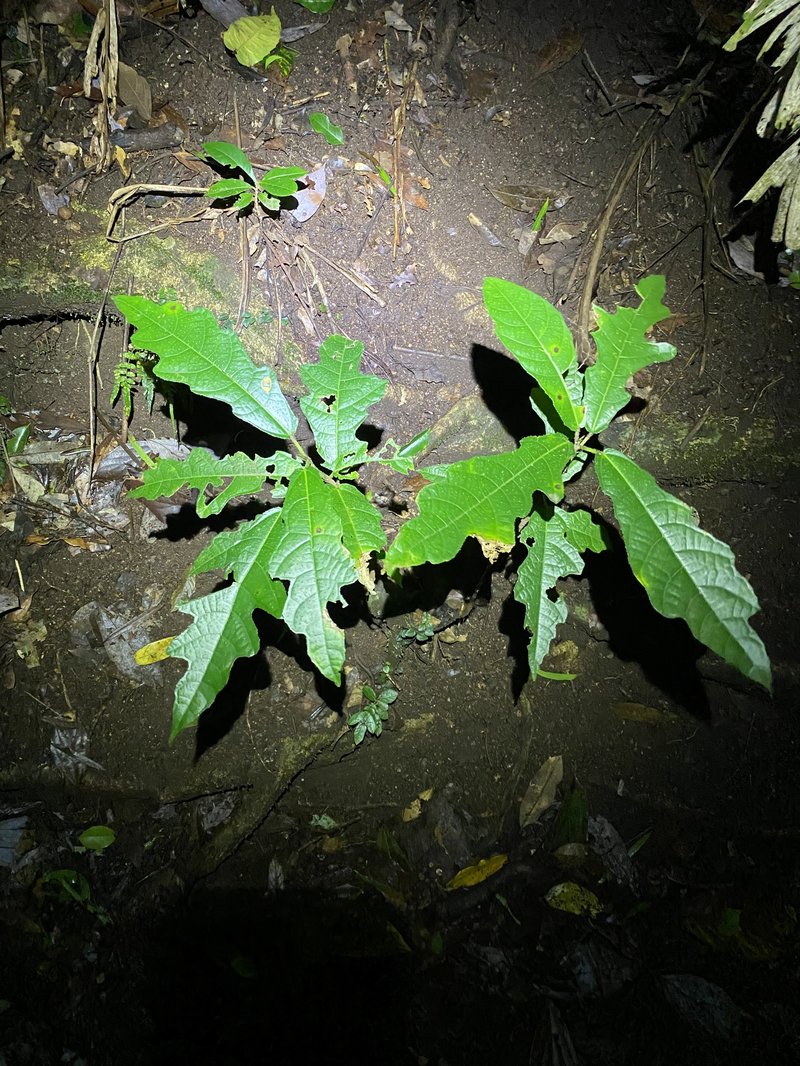 Plentiful Fig photo 8