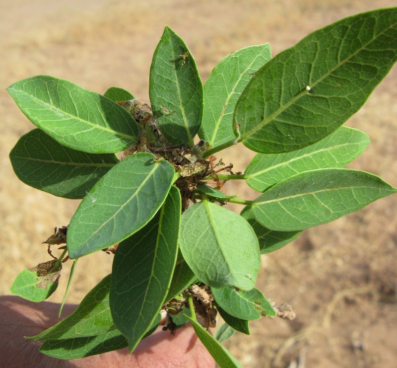 Ficus cordata photo 2