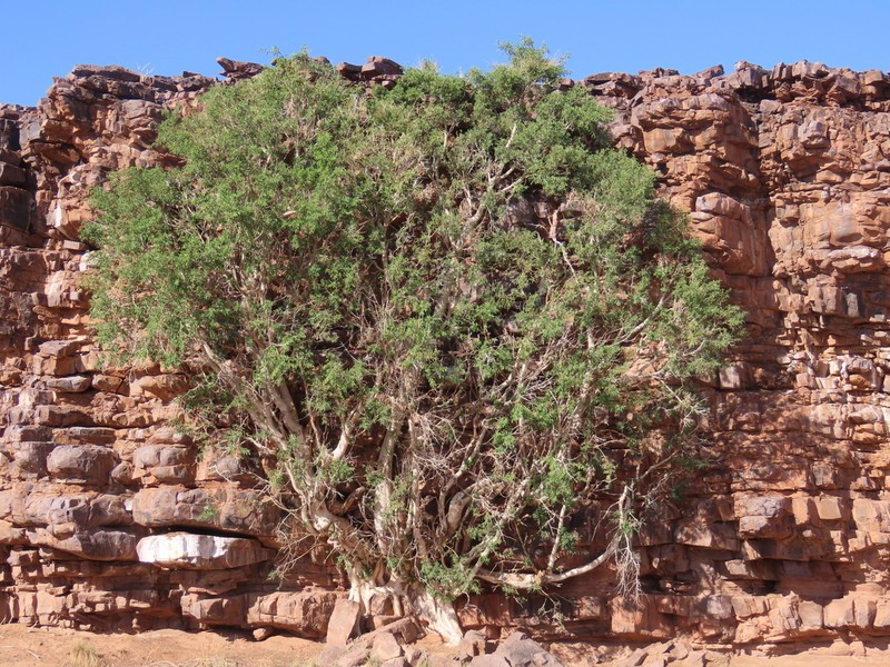 Ficus cordata photo 3