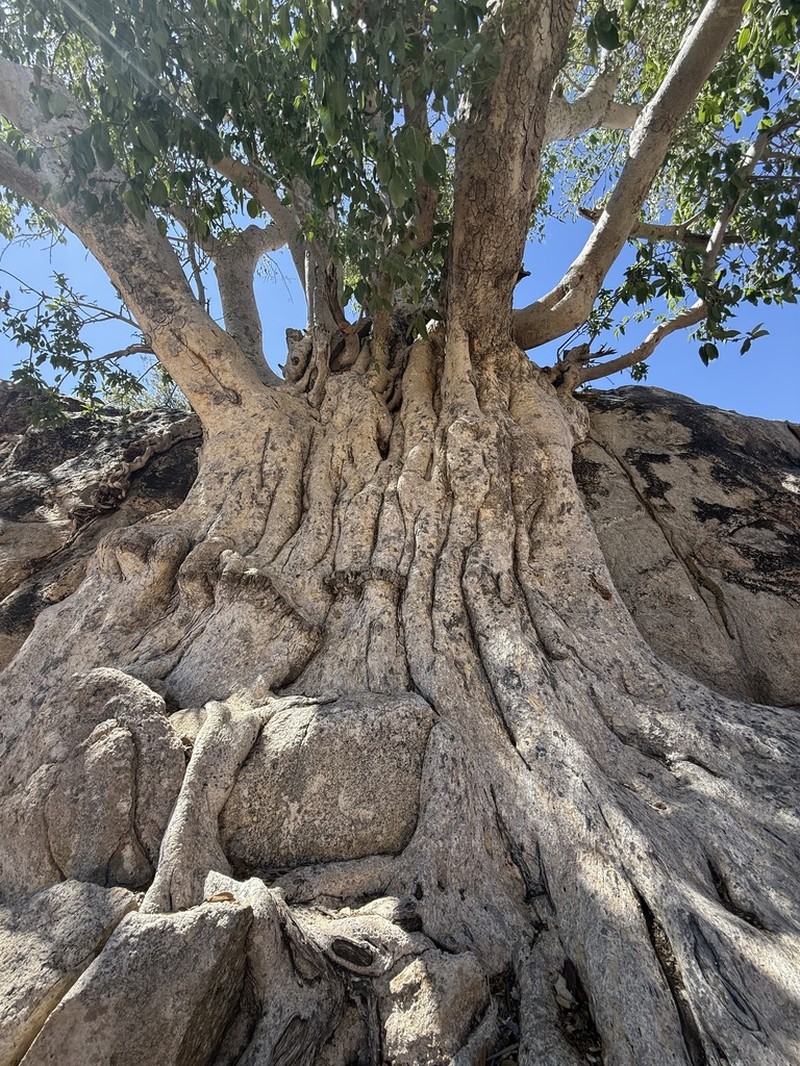 Ficus cordata photo 6