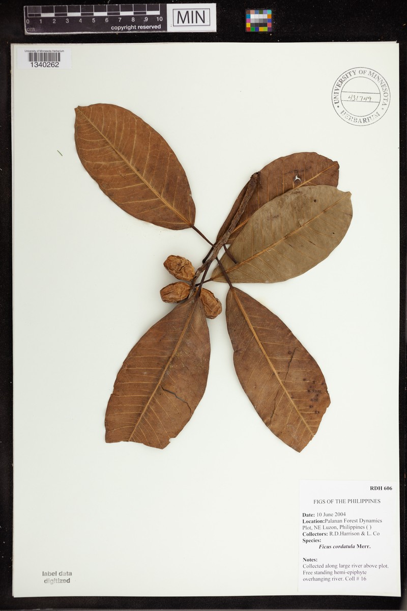 Ficus cordatula