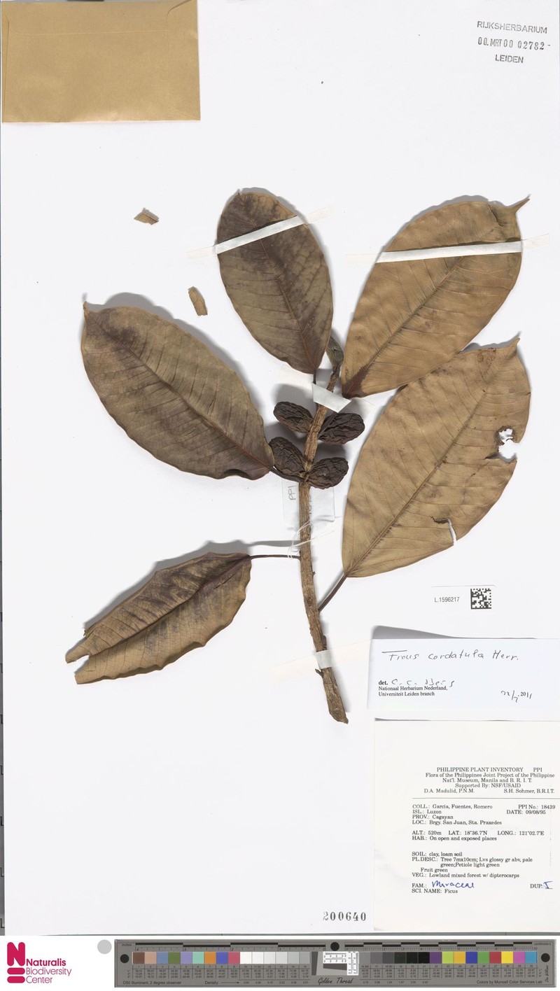 Ficus cordatula photo 2