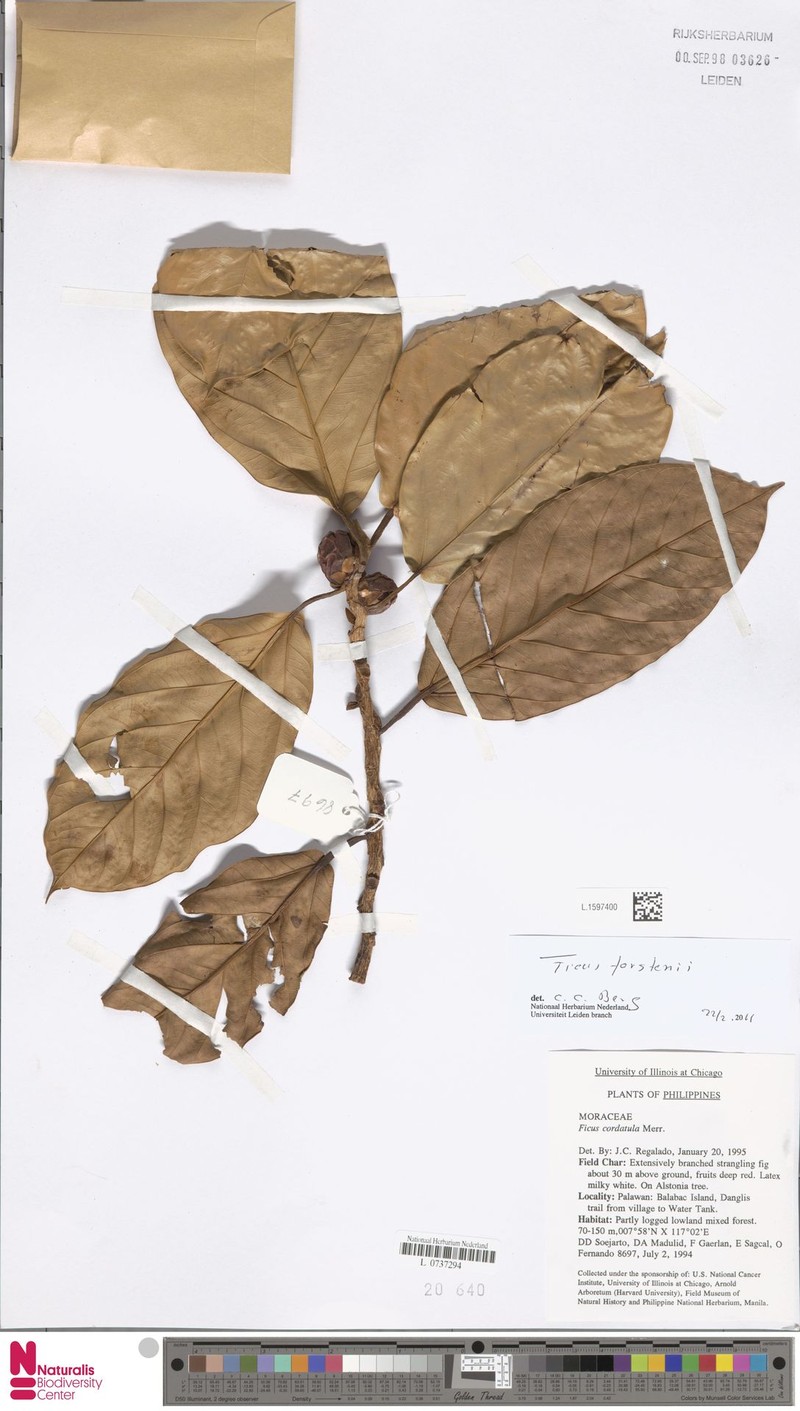 Ficus cordatula photo 3