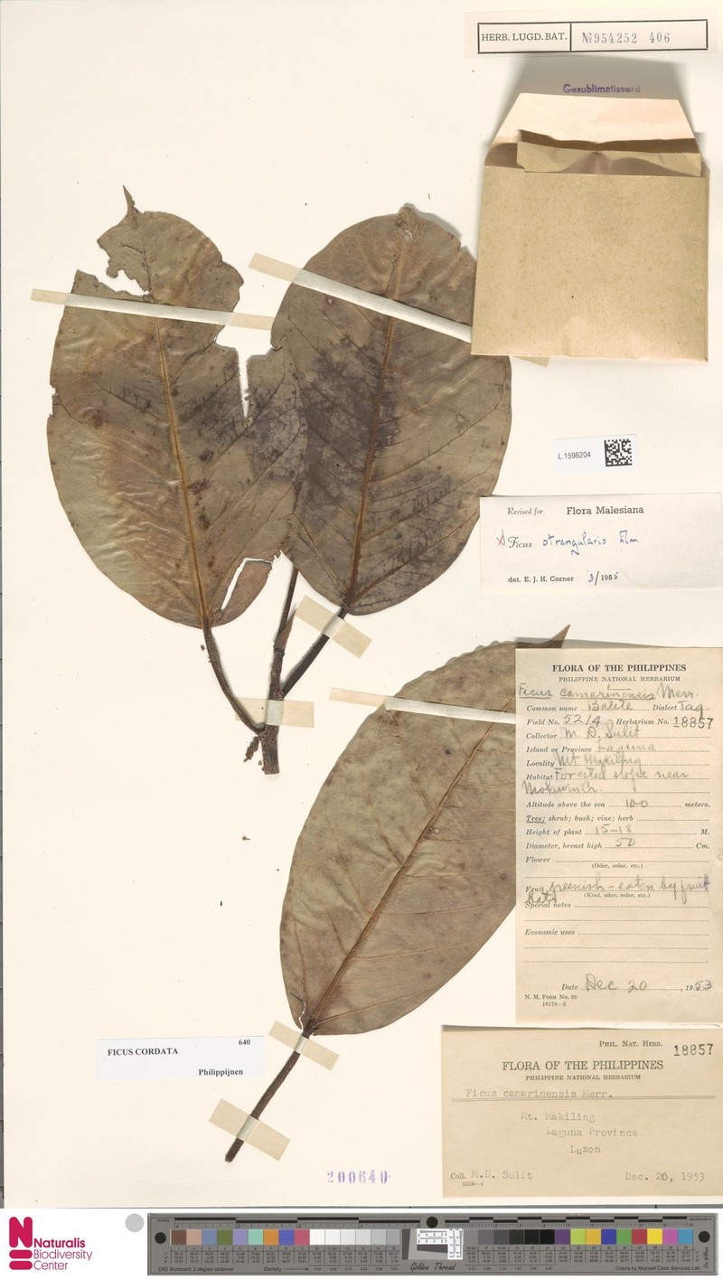 Ficus cordatula photo 4