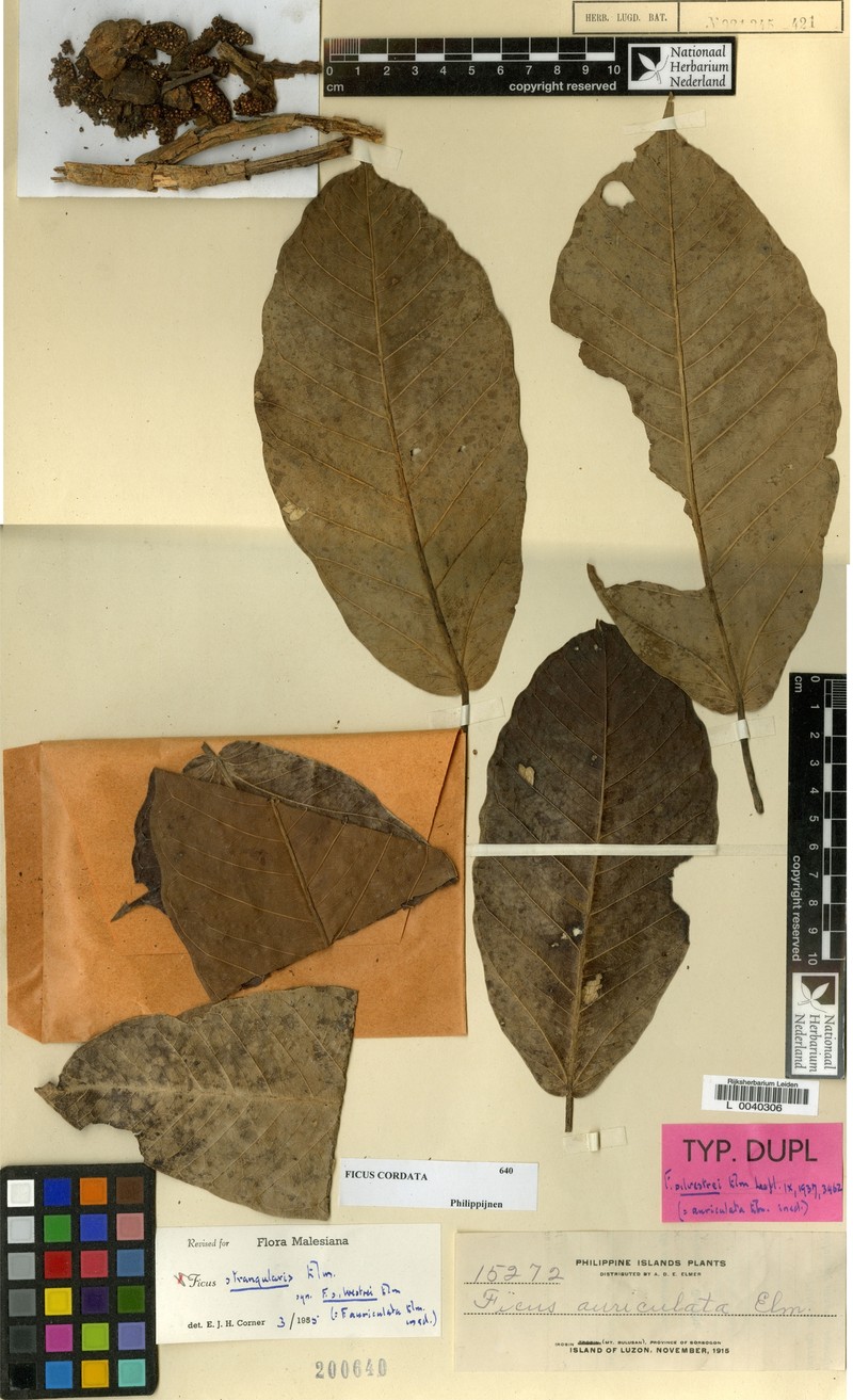 Ficus cordatula photo 5