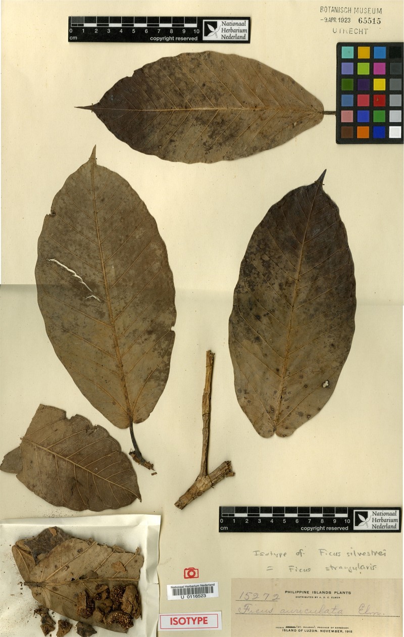 Ficus cordatula photo 6