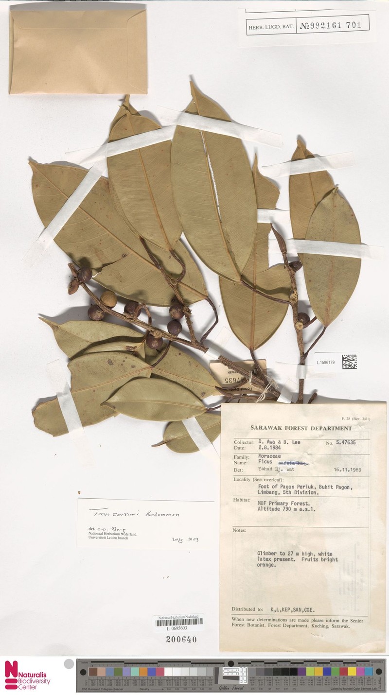 Ficus corneri