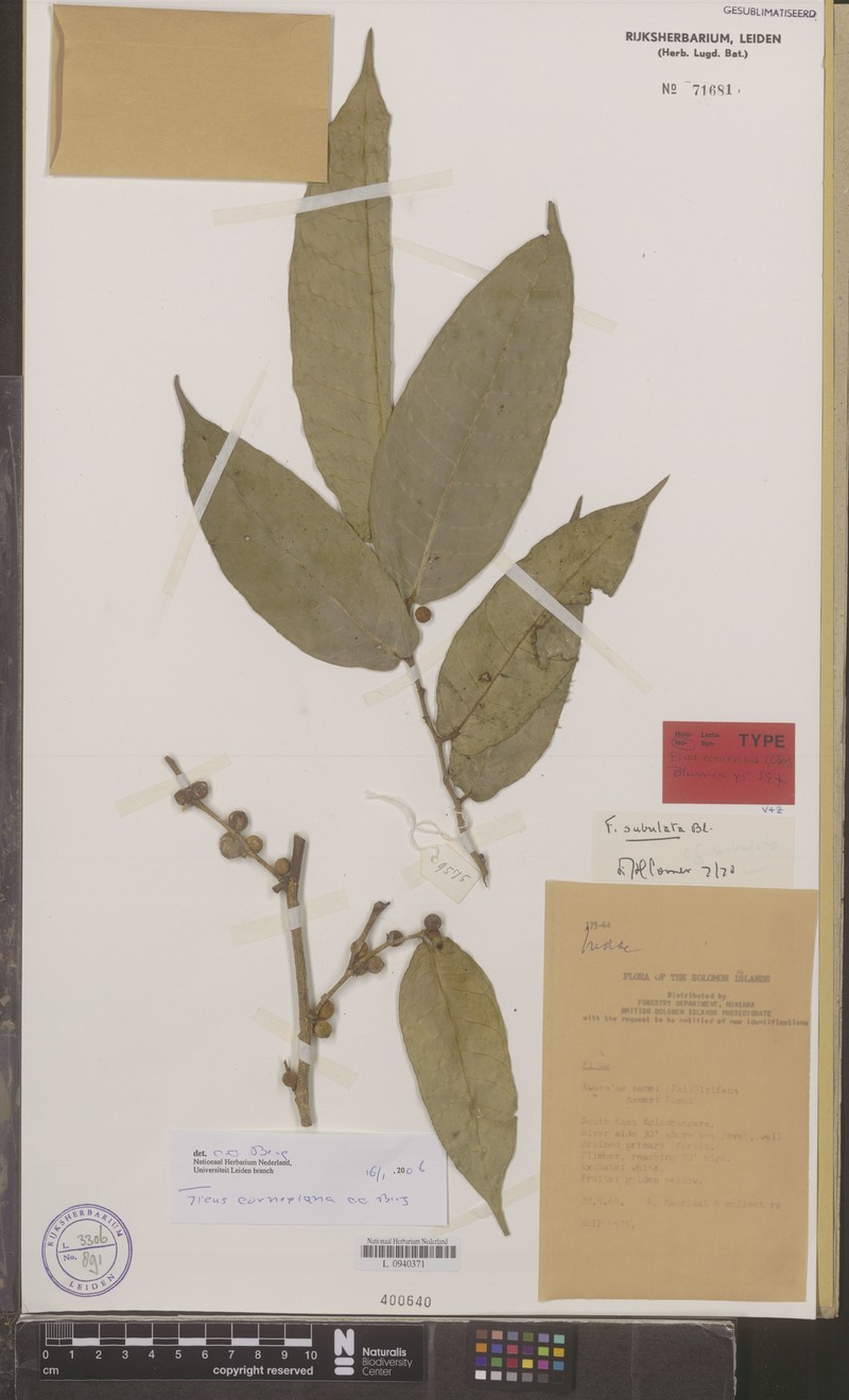 Ficus corneriana