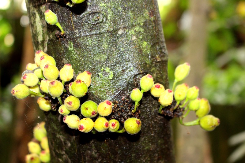 Ficus coronata photo 2