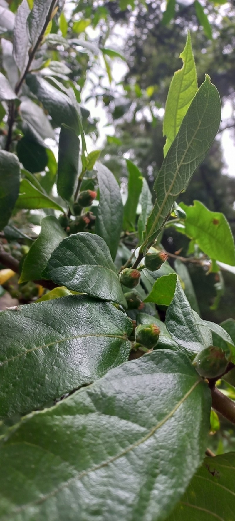 Ficus coronata photo 3