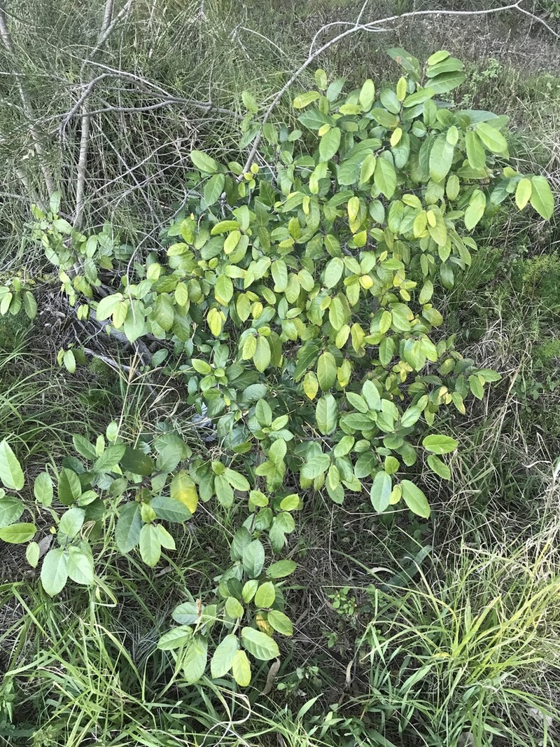 Ficus coronata photo 4