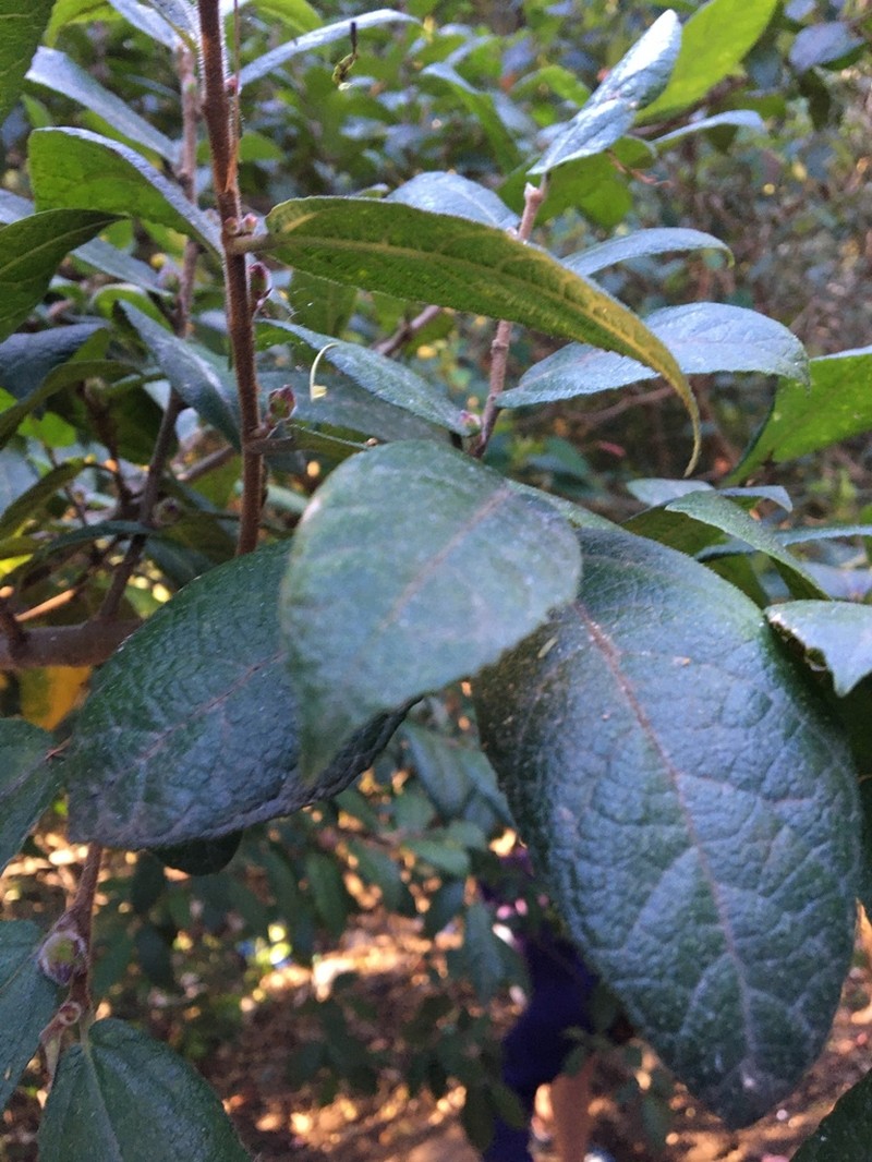 Ficus coronata photo 5