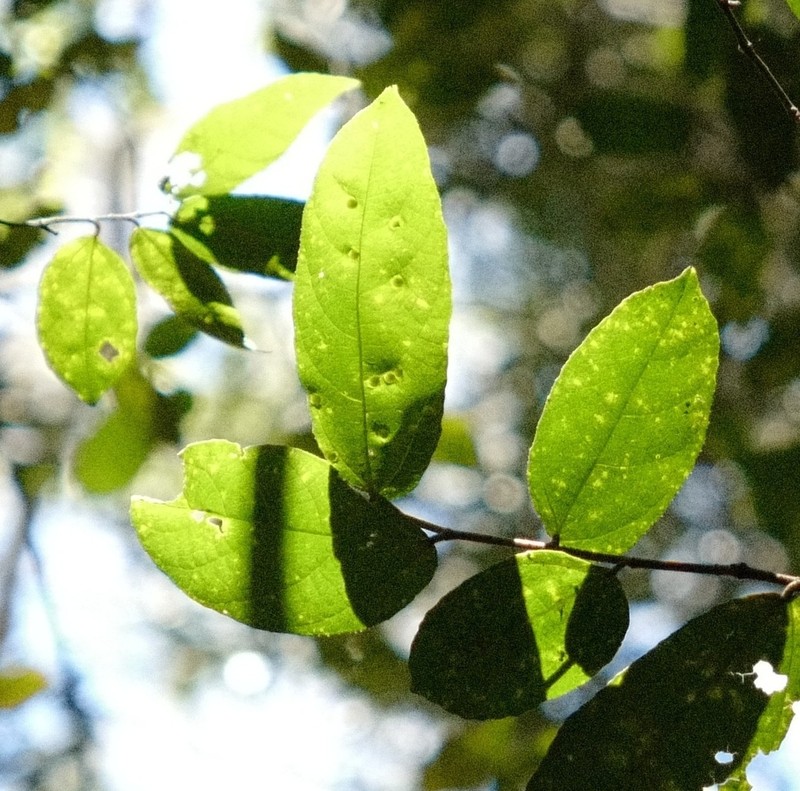 Ficus coronata photo 6