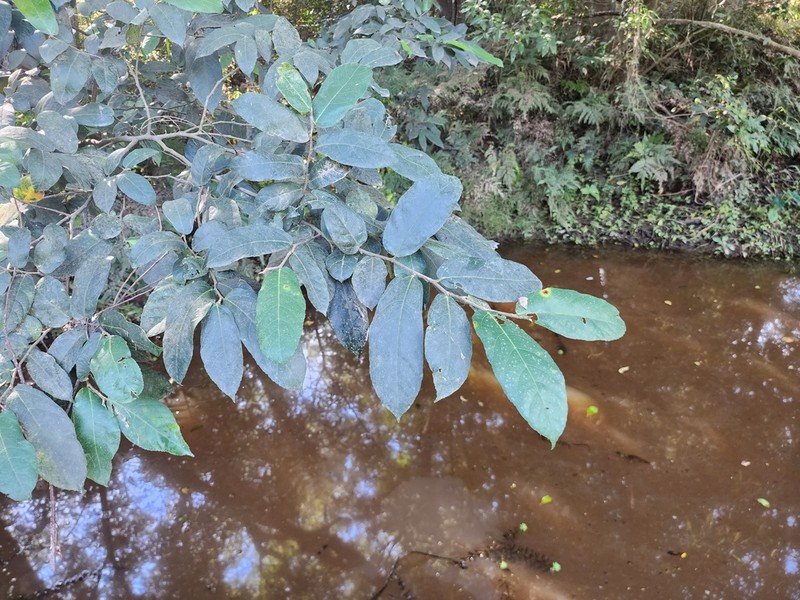 Ficus coronata photo 7