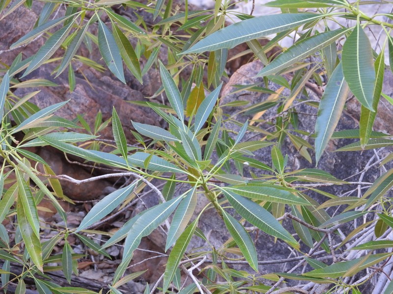 Ficus coronulata