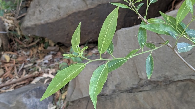 Ficus coronulata photo 2