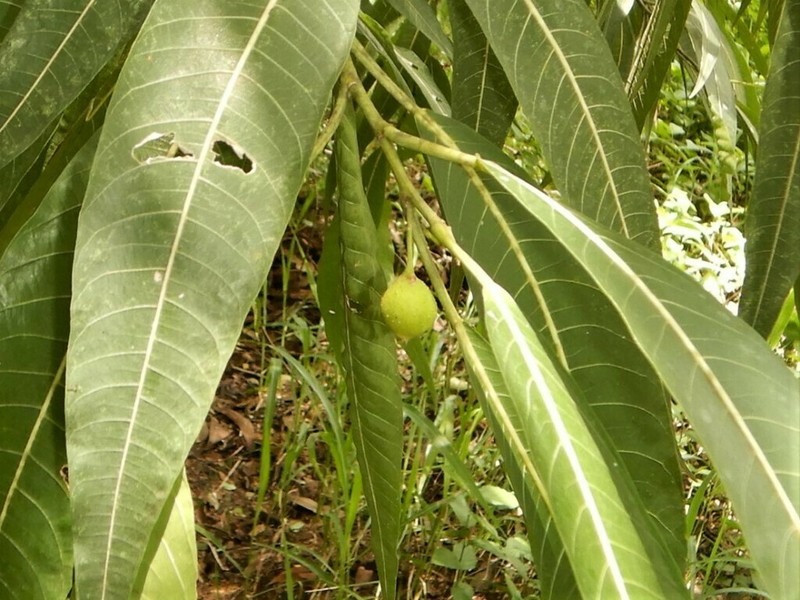 Ficus coronulata photo 3