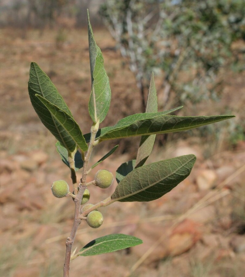 Ficus coronulata photo 4