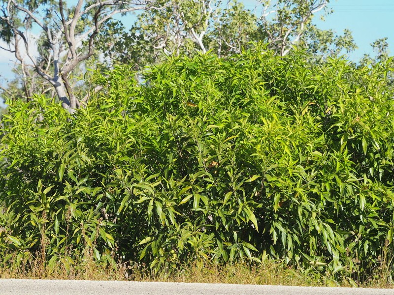 Ficus coronulata photo 5