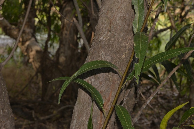 Ficus coronulata photo 7