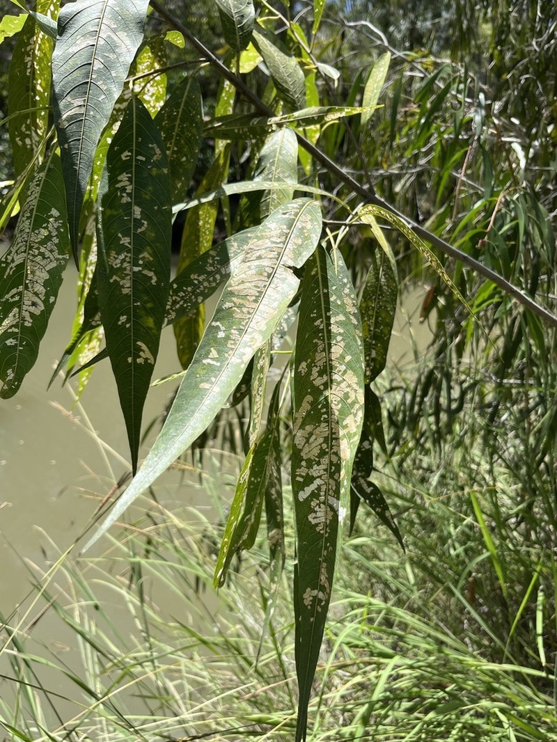 Ficus coronulata photo 8