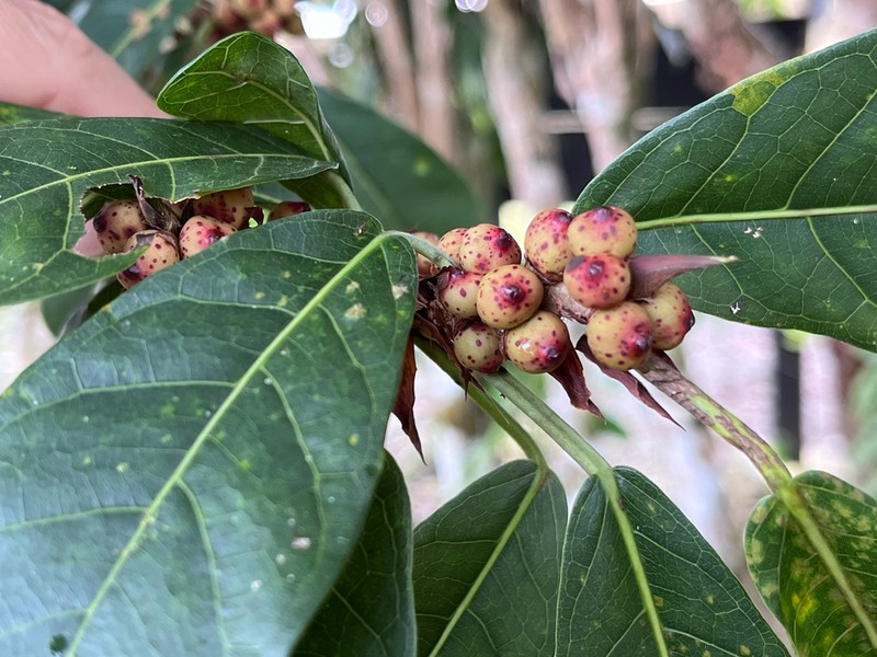 Ficus costaricana