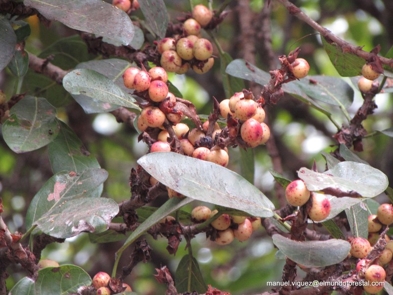 Ficus costaricana photo 2