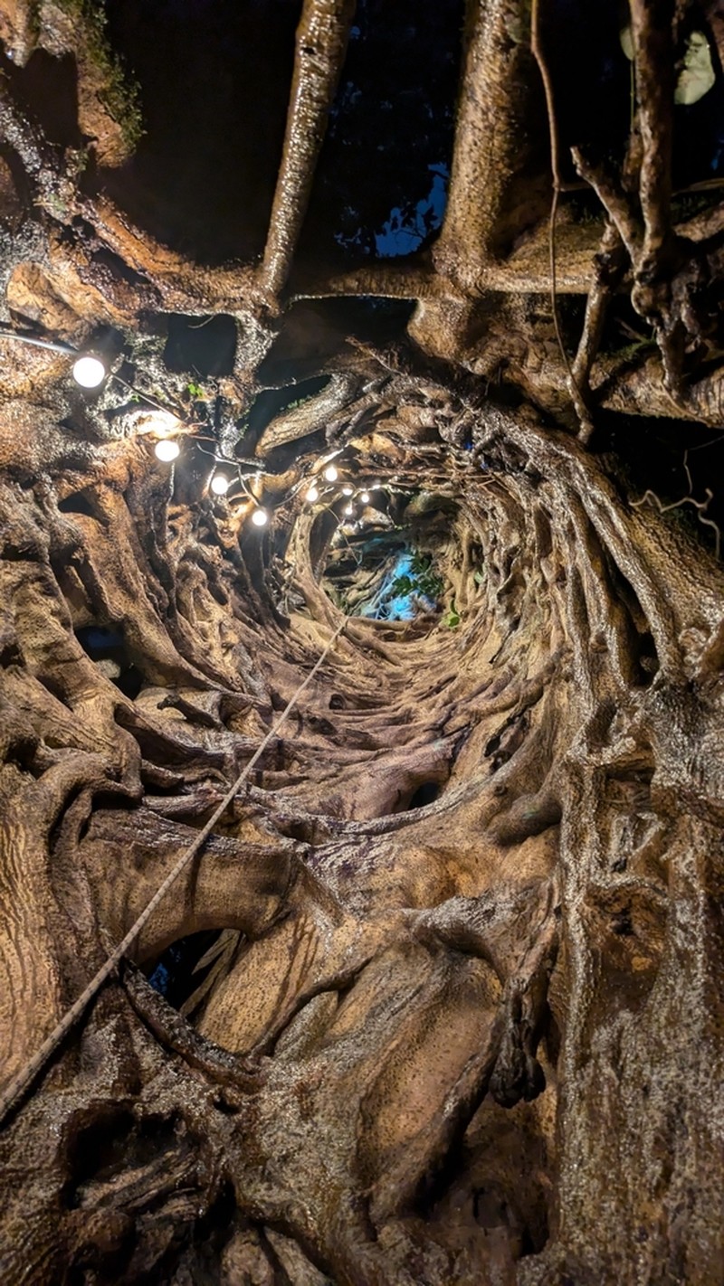 Ficus costaricana photo 3