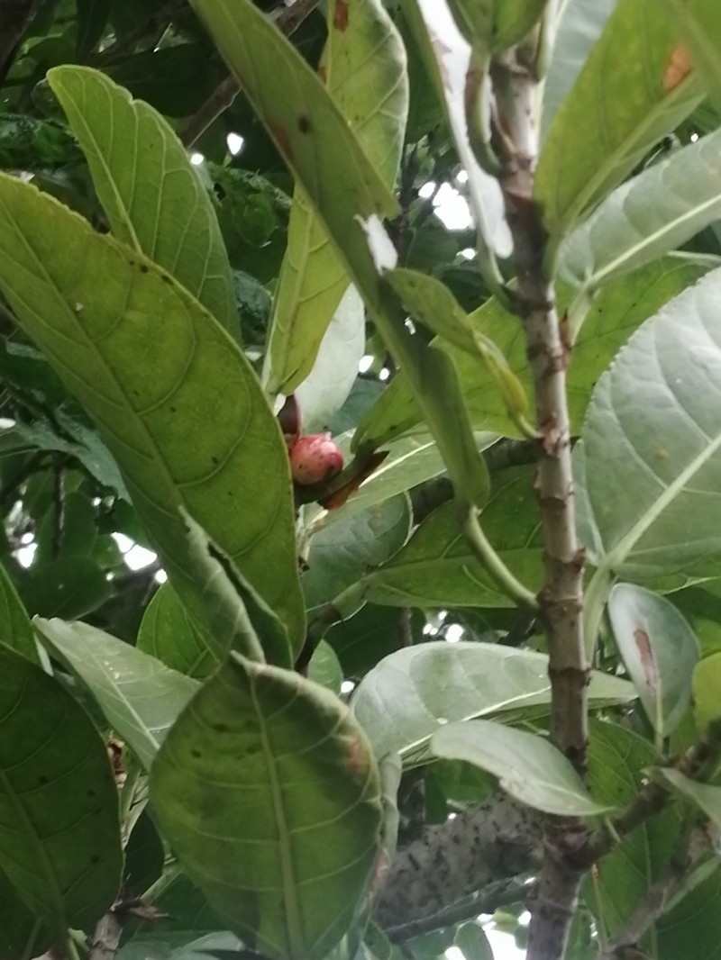 Ficus costaricana photo 4
