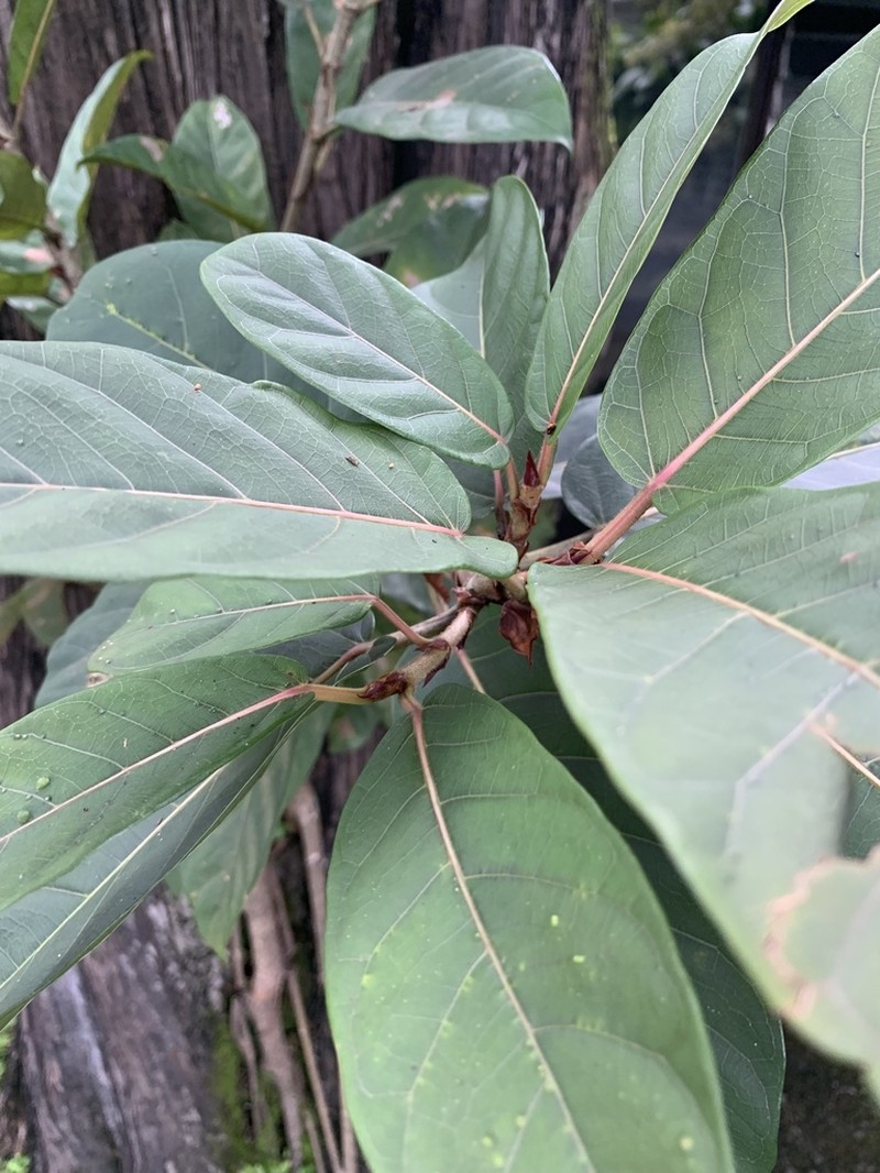 Ficus costaricana photo 5