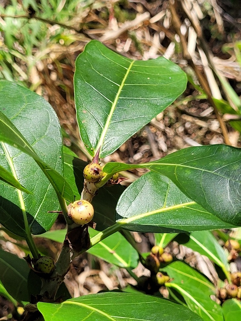 Ficus costaricana photo 6