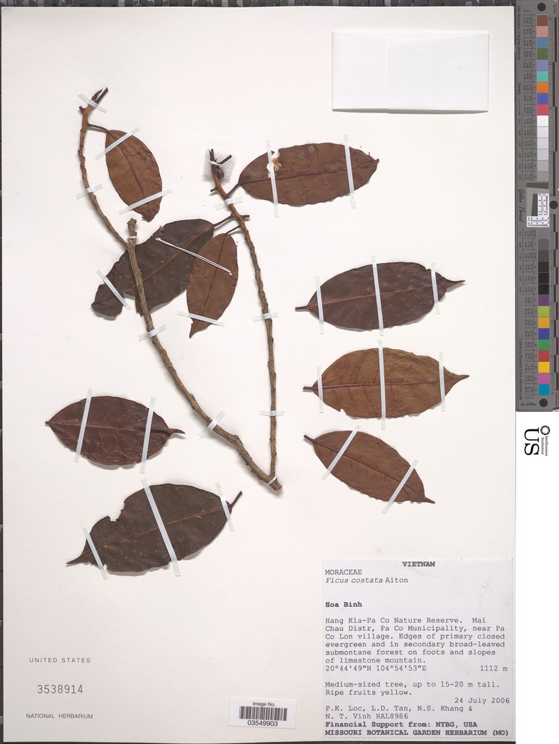Ficus costata