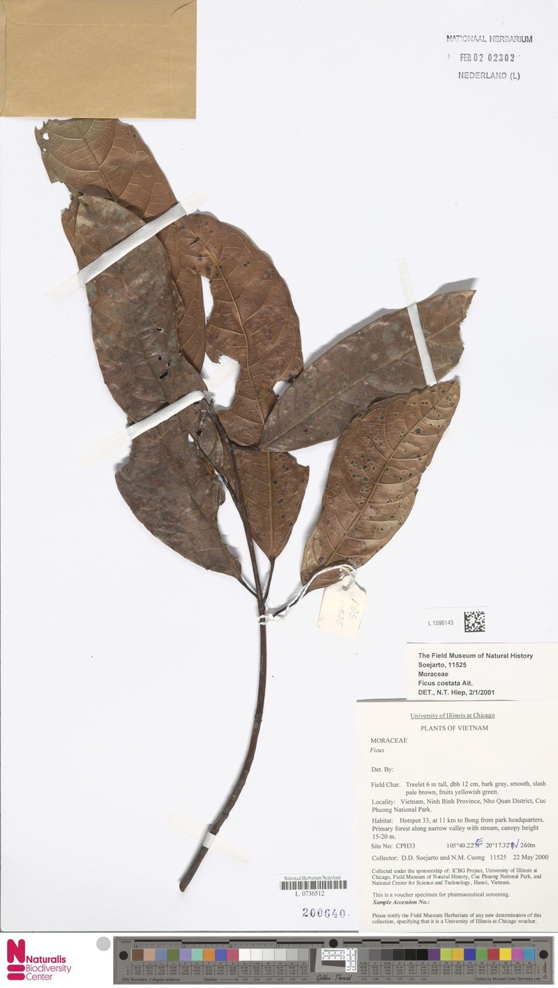 Ficus costata photo 2