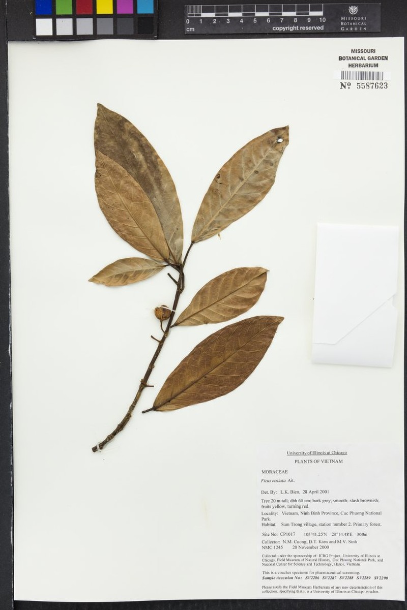 Ficus costata photo 3