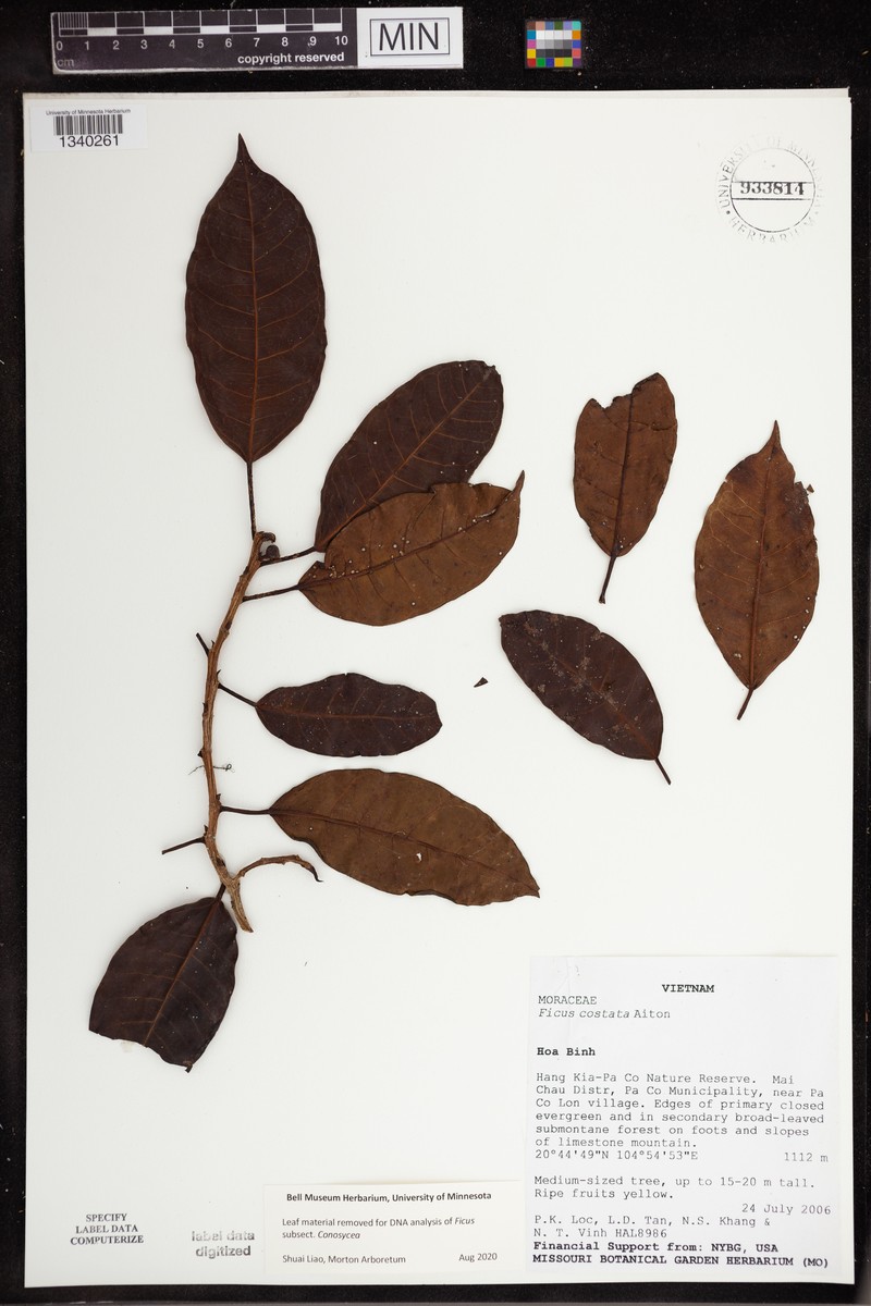 Ficus costata photo 4
